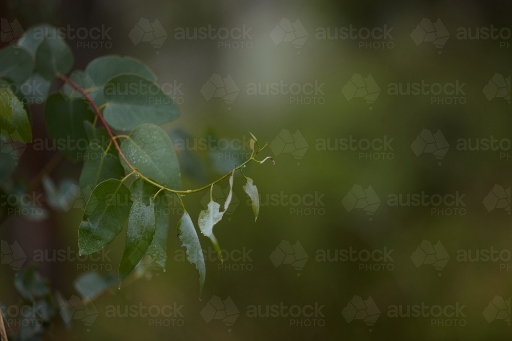 Close up shot of a plant leaf with blurry background - Australian Stock Image