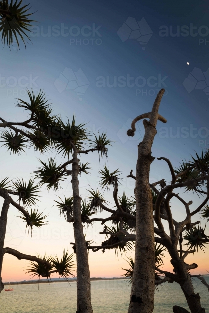 Close up shot of a plant with small trunk and with a long, spike, tall leaf with blue and orange sky - Australian Stock Image