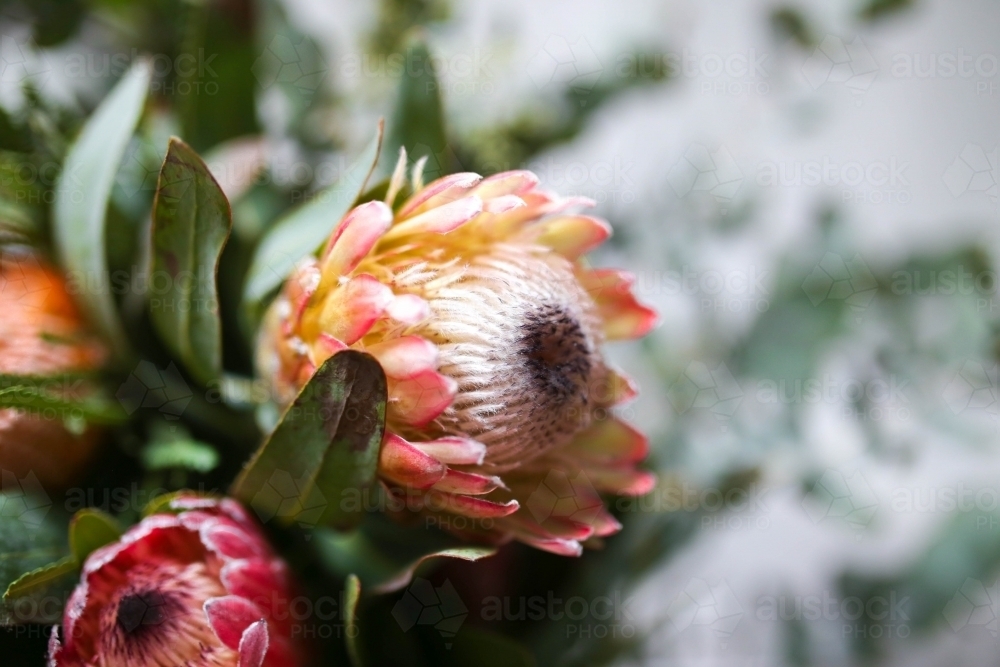 Close up shot of a protea flower - Australian Stock Image