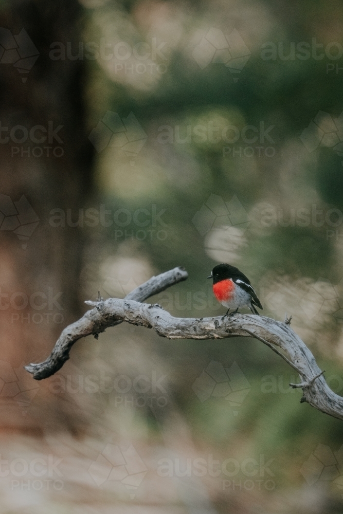 close up shot of a Scarlet Robin on a twig - Australian Stock Image