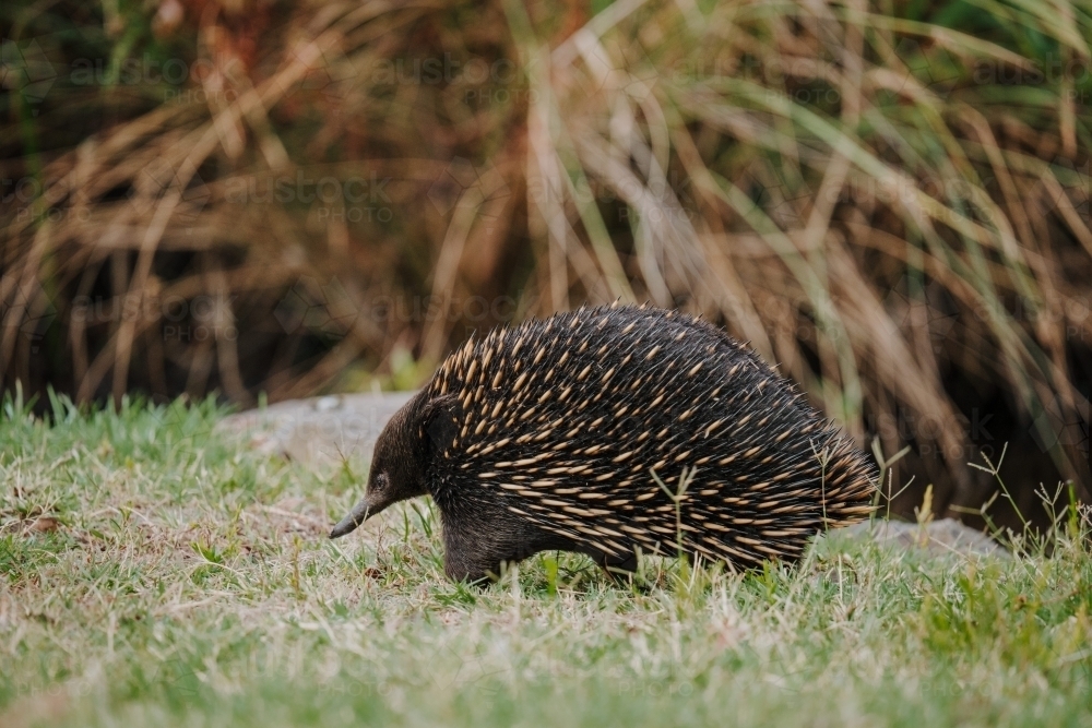 Close up shot of a short beaked echidnas - Australian Stock Image