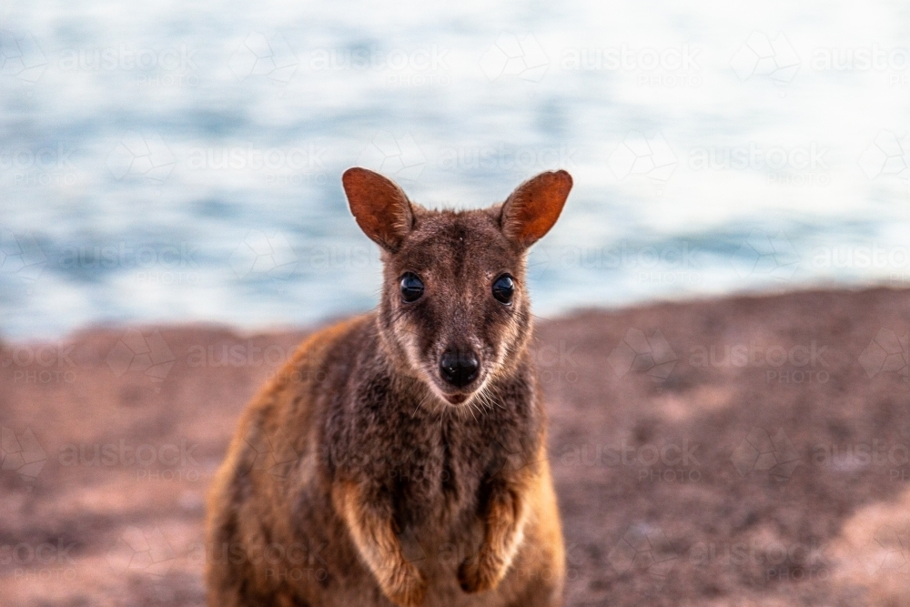 Close up shot of a wallaby standing on a rock - Australian Stock Image