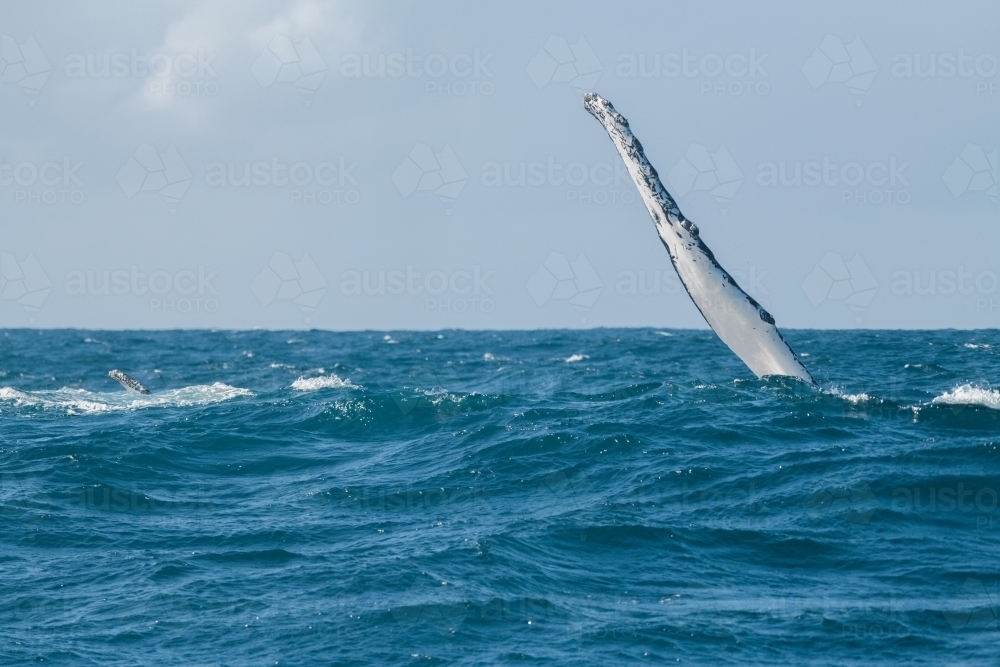 Close up shot of a whale fin in the ocean - Australian Stock Image