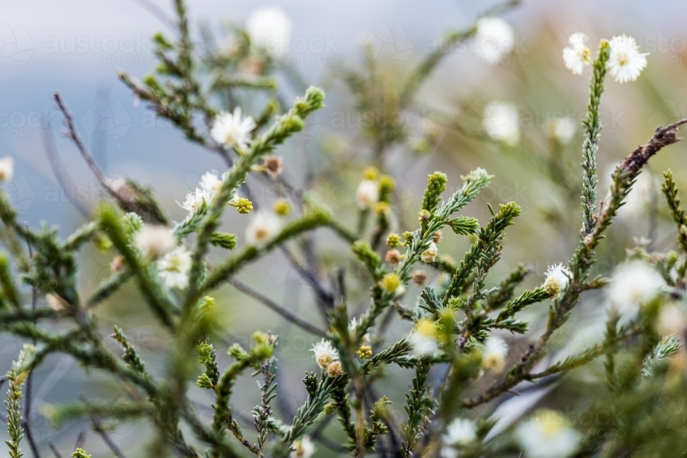 Close up shot of a white plant - Australian Stock Image