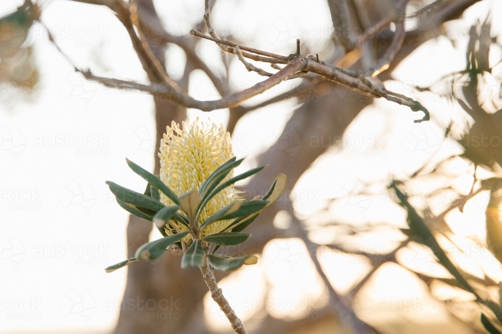 Close up shot of a yellow banksia flower. - Australian Stock Image