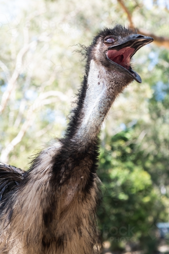 Close up shot of an emu bird - Australian Stock Image