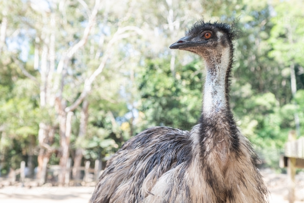 Close up shot of an emu bird - Australian Stock Image