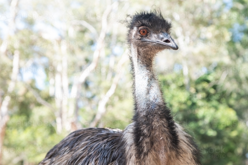 Close up shot of an emu bird - Australian Stock Image