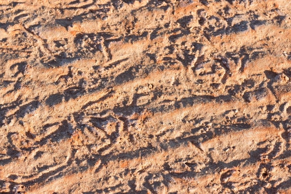 Close up shot of animal tracks in beach sand - Australian Stock Image