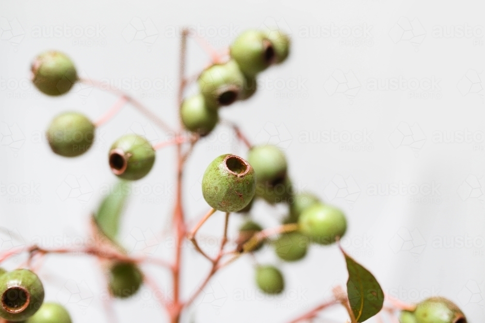 Close up shot of Australian Gum Nuts - Australian Stock Image