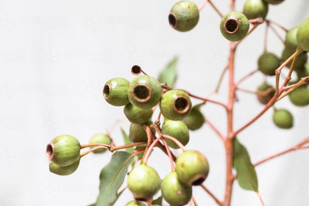 Close up shot of Australian Gum Nuts - Australian Stock Image