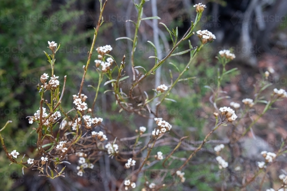 Close-up shot of centenary starburst plant - Australian Stock Image