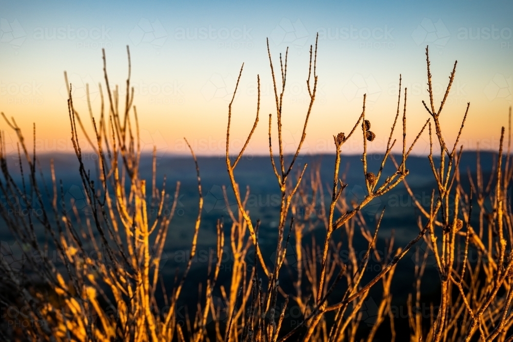 Close up shot of dry tree branches at sunset/sunrise - Australian Stock Image