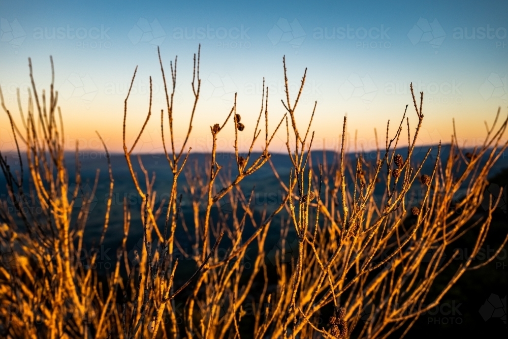 Close up shot of dry tree branches at sunset/sunrise - Australian Stock Image