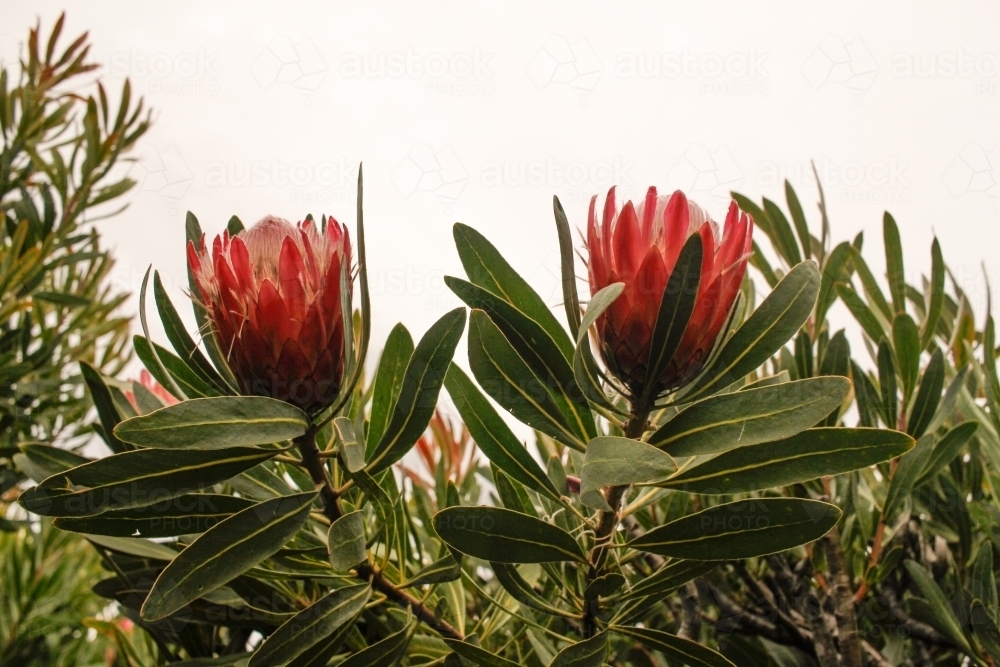Close up shot of King Protea flowers - Australian Stock Image
