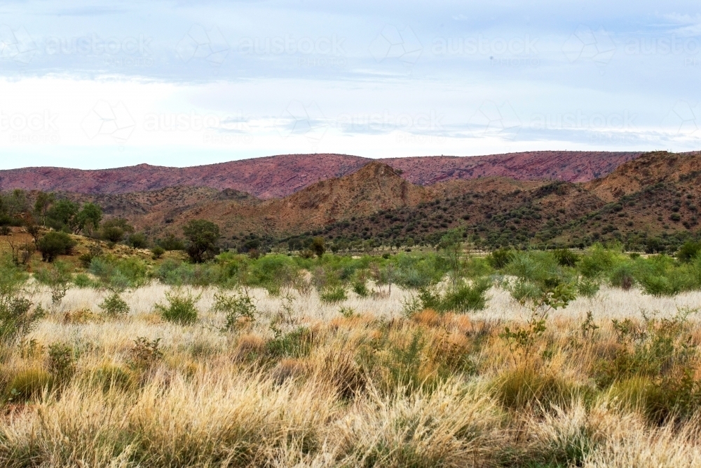 close up shot of landscape with short grass and outback - Australian Stock Image