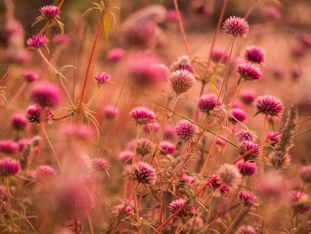 Close up shot of many circle shaped pink flowers on a field - Australian Stock Image