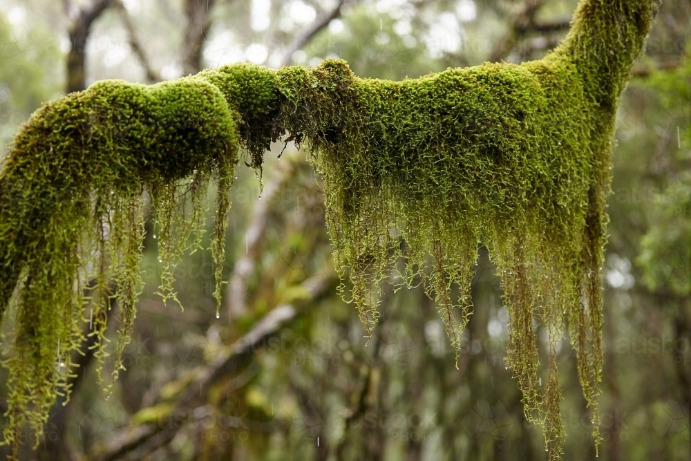 Close up shot of moss on old growth tree - Australian Stock Image