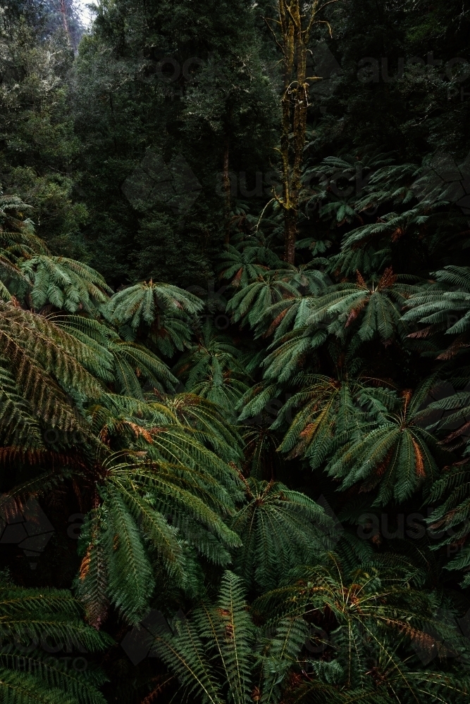 Close up shot of palm tree forest - Australian Stock Image