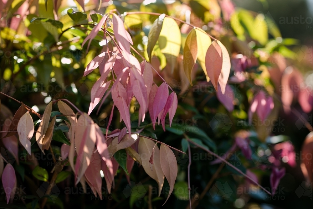 Close up shot of the pink leaves of a lilly pilly plant - Australian Stock Image