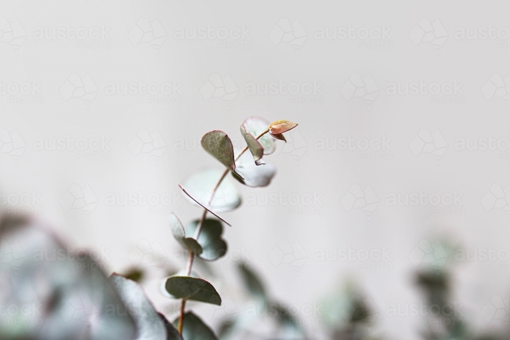 Close up shot of wattle leaves - Australian Stock Image