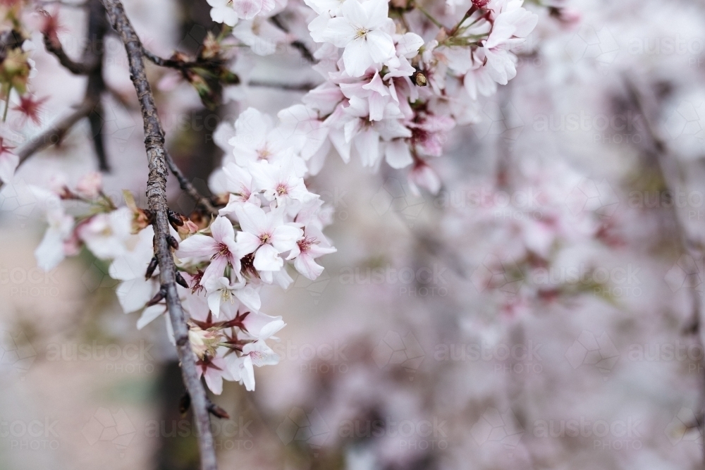 Close up sot of cherry blossoms - Australian Stock Image