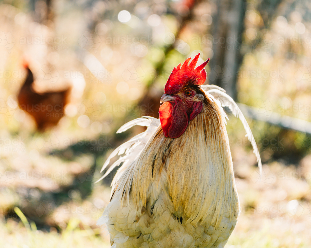 Close-up view of a rooster standing alert in a grassy outdoor - Australian Stock Image