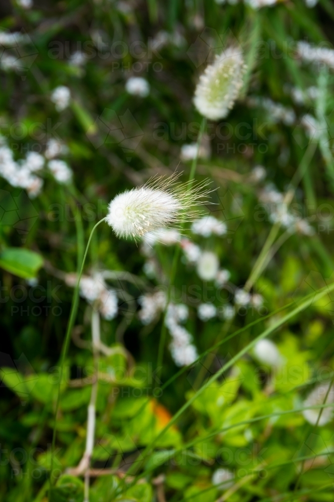 Close up view of attractive soft seed heads with blurred background. - Australian Stock Image