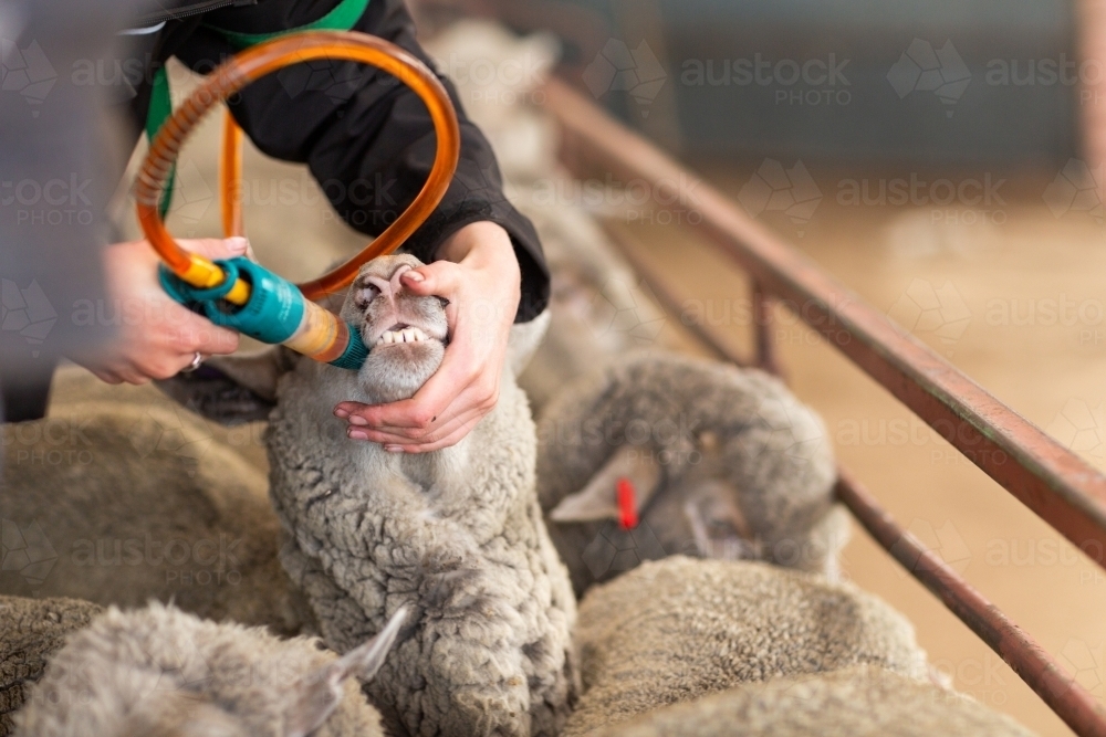 Close up view of drenching sheep - Australian Stock Image