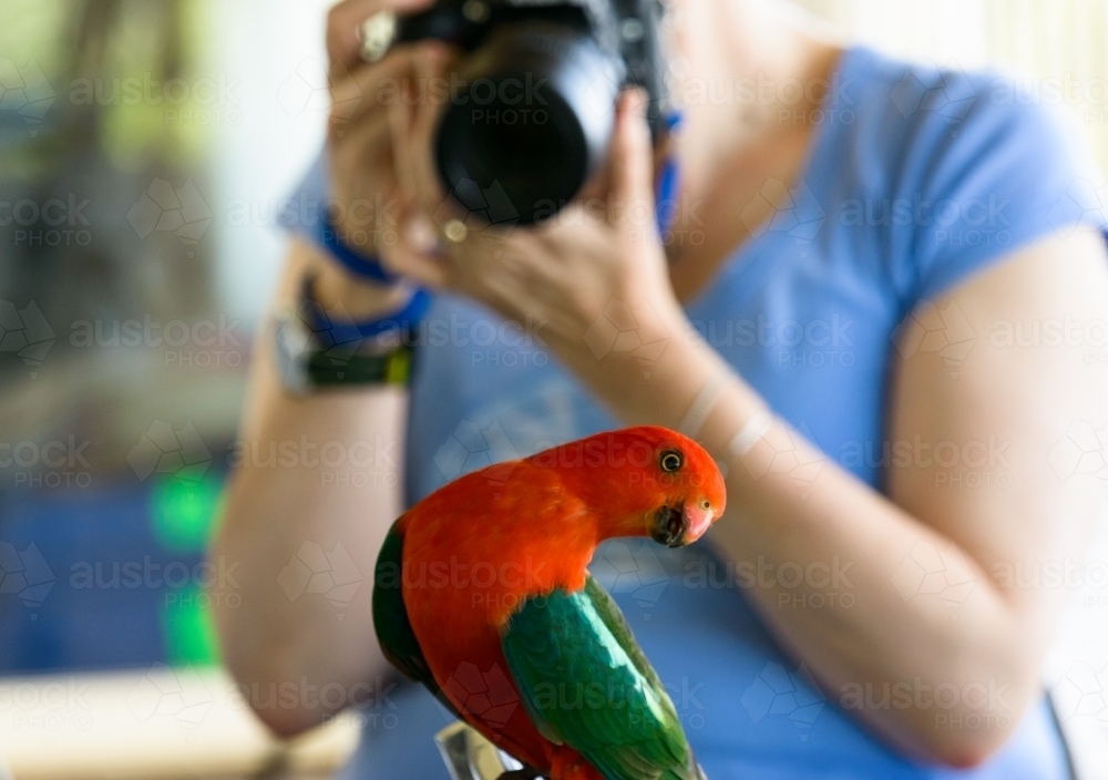 Close up view of King Parrot looking into the camera with a photographer blurred in the background - Australian Stock Image