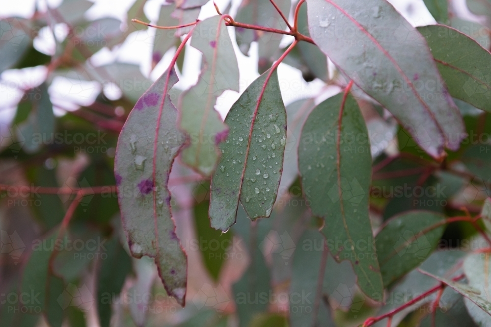 Close up view of the leaves of a snow gum tree - Australian Stock Image