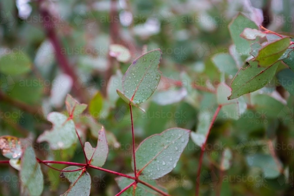 Close up view of the leaves of a snow gum tree - Australian Stock Image