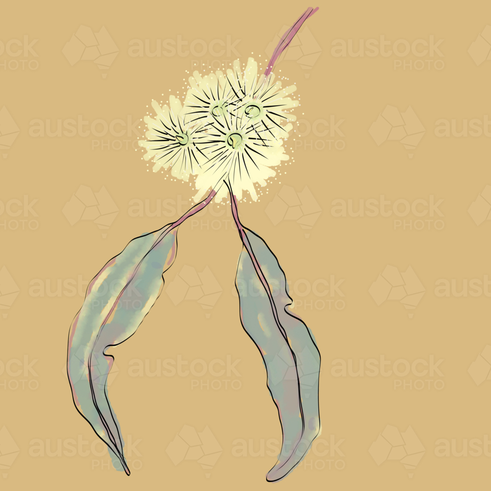 Close up yellow Jarrah blossom on twig with two green gum leaves - Australian Stock Image