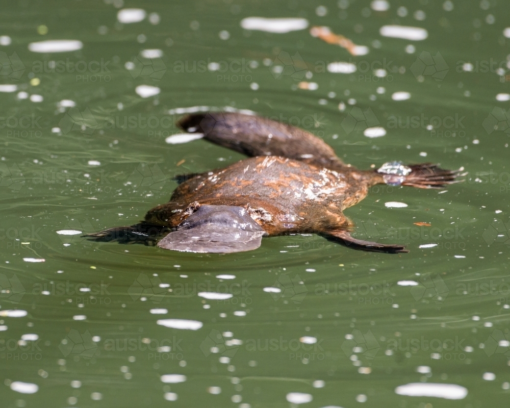 Close view of a Platypus (Ornithorhynchus anatinus) - Australian Stock Image