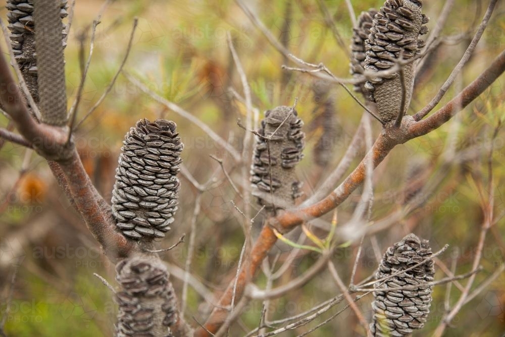 Closed banksia seed pods on a bush on an overcast day - Australian Stock Image