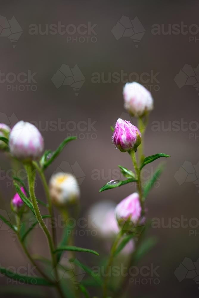 Closed pink and white paper daisy flower buds - Australian Stock Image