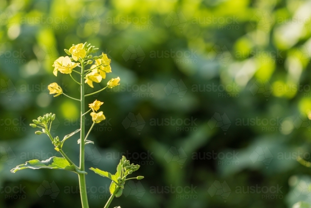 Closeup of canola flowering in a field - Australian Stock Image