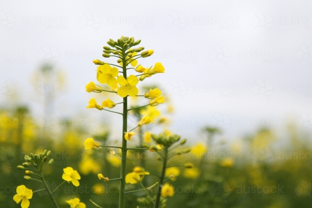 Closeup of canola in flower - Australian Stock Image