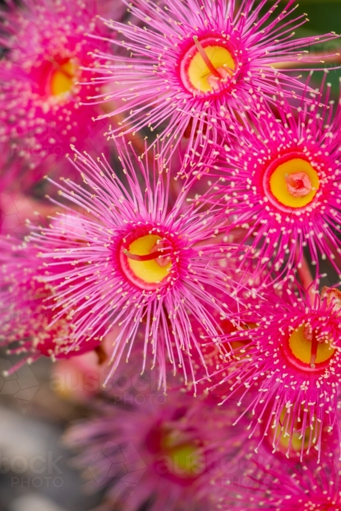 Close-up of cluster of pink gum blossoms. - Australian Stock Image