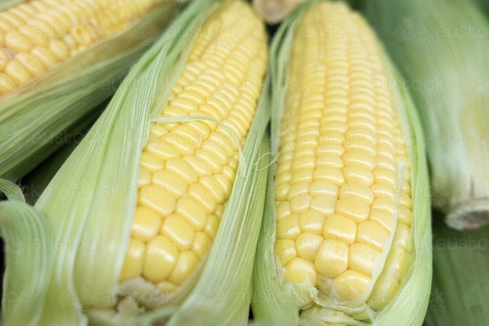 Closeup of fresh yellow sweet corns with husk. - Australian Stock Image