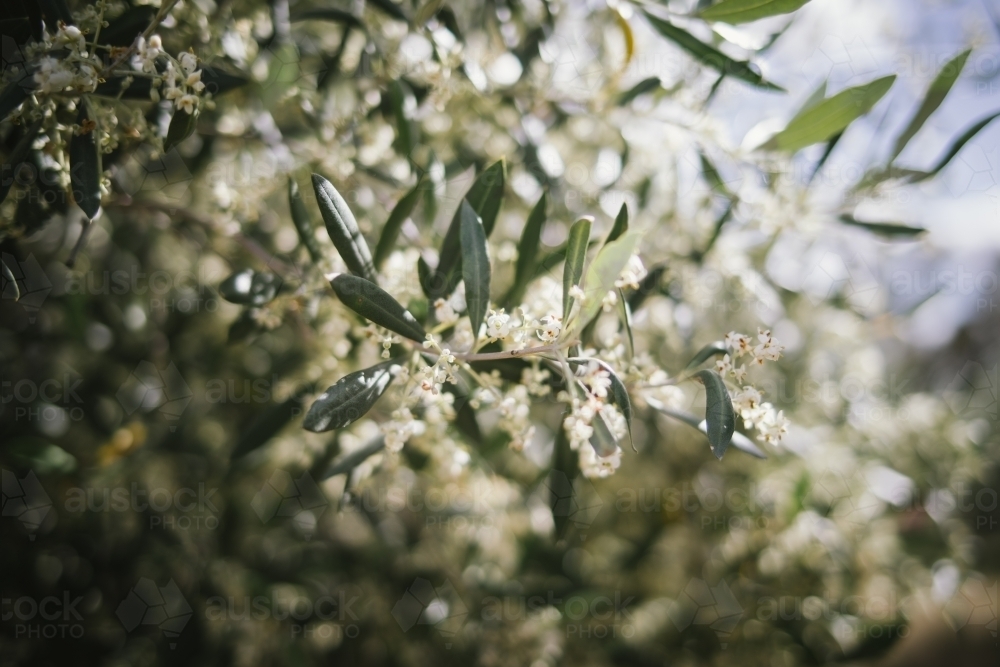 Closeup of olive leaves and flowers - Australian Stock Image