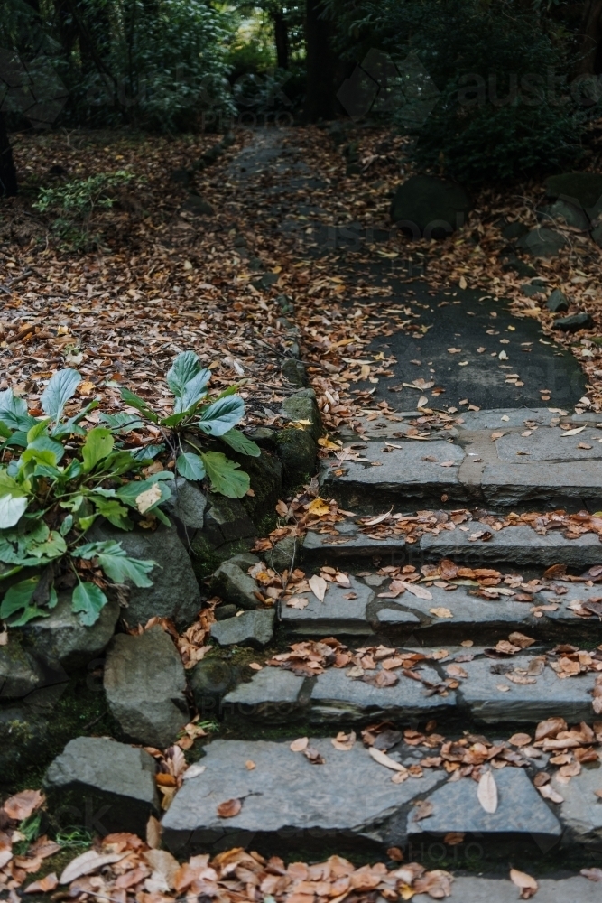 closeup shot of a path with dead leaves - Australian Stock Image