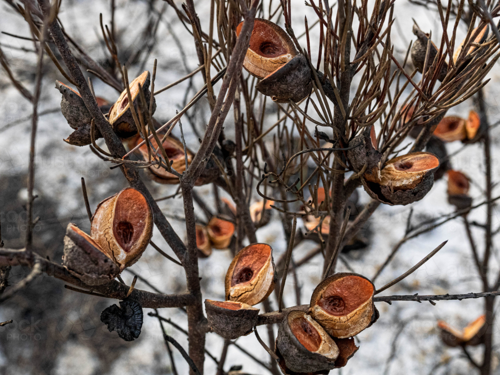 cluster of banksia seed pods open and blackened after a bushfire 2 - Australian Stock Image