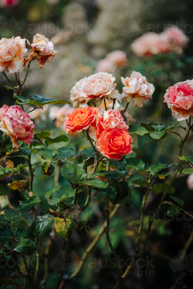 Cluster of mini roses blooming in a garden - Australian Stock Image