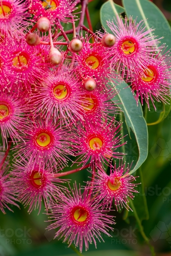 Image of Cluster of pink gum blossoms close-up. - Austockphoto