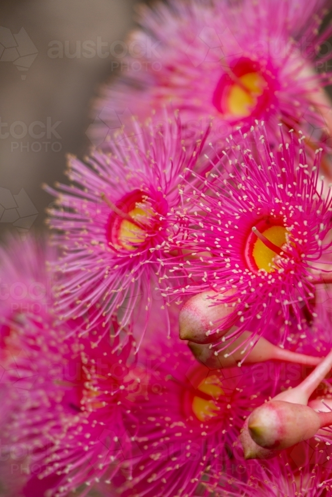 Cluster of pink gum blossoms close-up. - Australian Stock Image