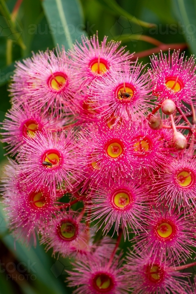 Image of Cluster of pink gum blossoms on green background. - Austockphoto