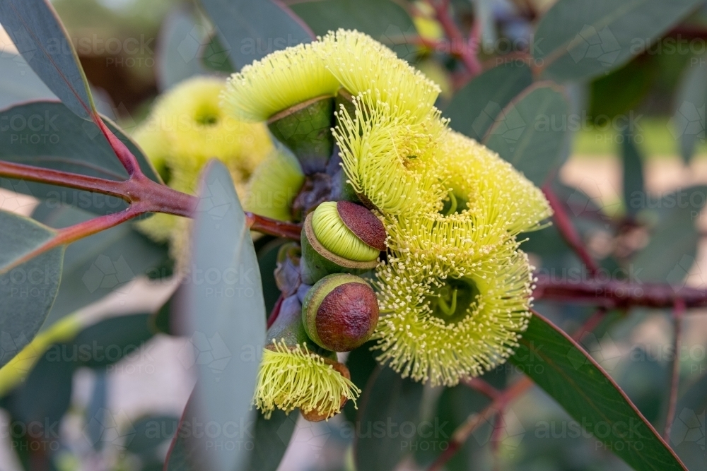 Cluster of yellow eucalyptus flowers - Australian Stock Image