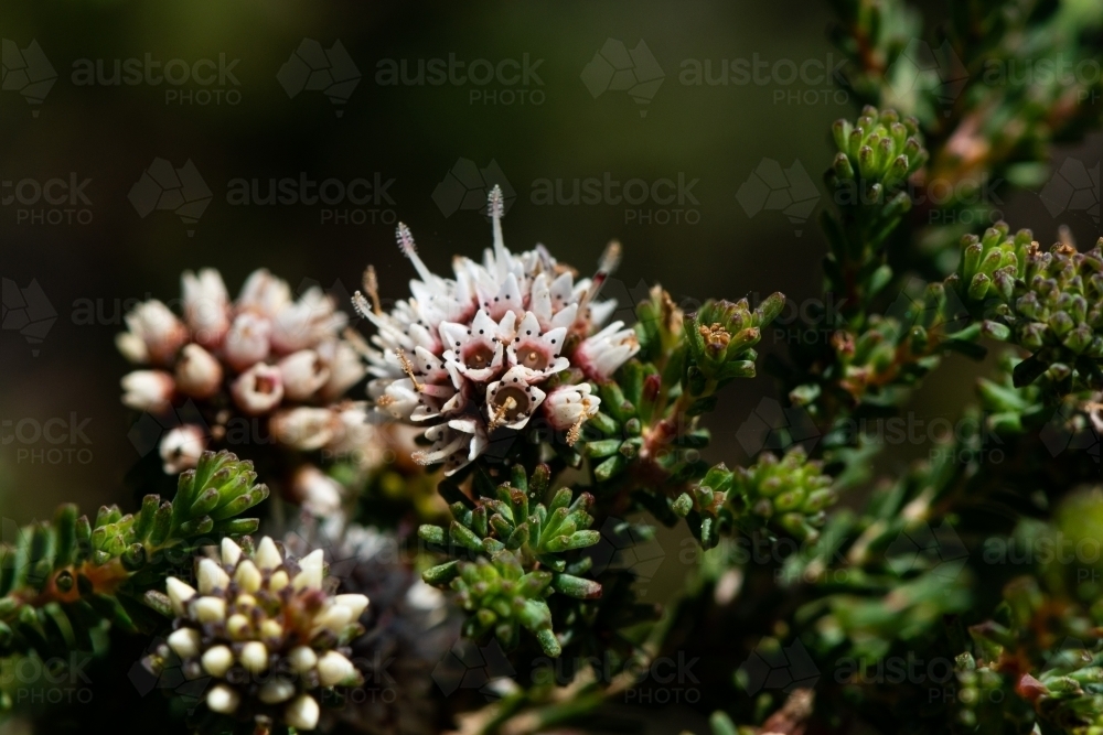 Clusters of pretty pink and white flowers on coastal shrubs - Australian Stock Image