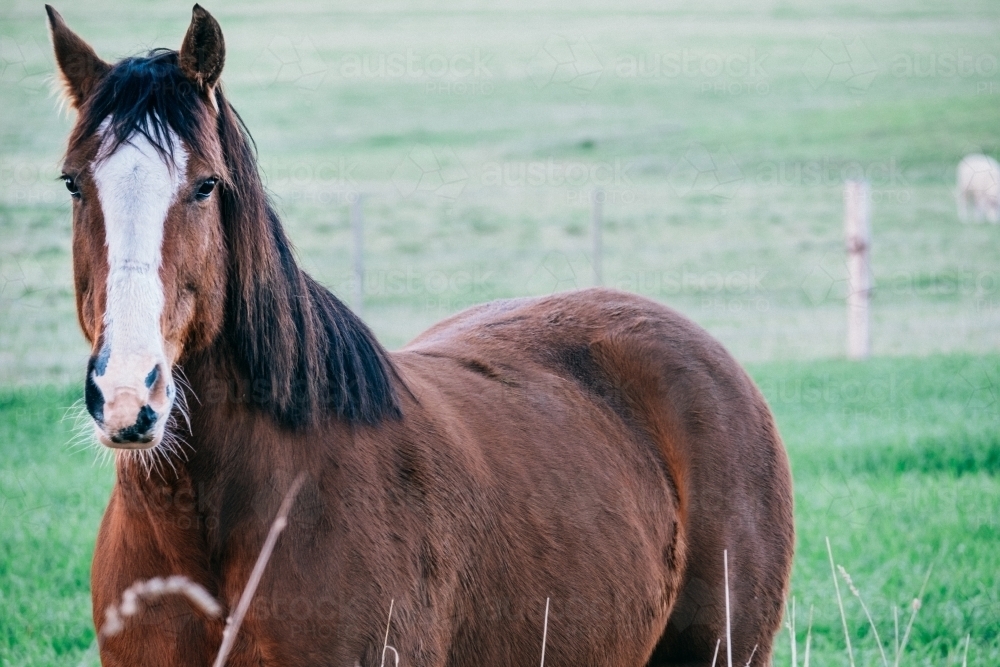 Clydesdale cross horse in paddock. - Australian Stock Image